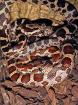Kornnattern pantherophis guttatus